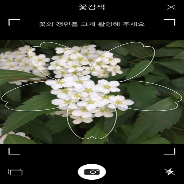 다음 꽃검색 촬영